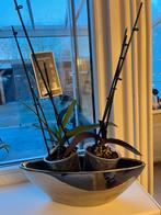 Vase, Ophalen of Verzenden, Volle zon, Overige soorten