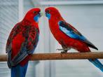 Spannetje pennant rosella's, Dieren en Toebehoren, Meerdere dieren, Parkiet