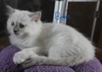 Ragdoll Katertjes met stamboom beschikbaar, Kater, Gechipt, 0 tot 2 jaar