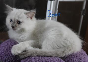 Ragdoll Katertjes met stamboom beschikbaar beschikbaar voor biedingen