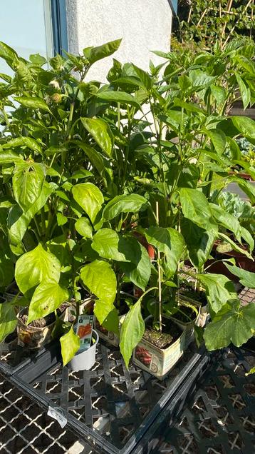 De laatste punt en gele paprika’s €2 per stuk beschikbaar voor biedingen