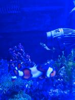 Anemoon vissen, Dieren en Toebehoren, Vis