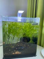 Nano cube 30 liter incl: garnalen en toebehoren., Dieren en Toebehoren, Vissen | Aquaria en Toebehoren, Ophalen, Zo goed als nieuw