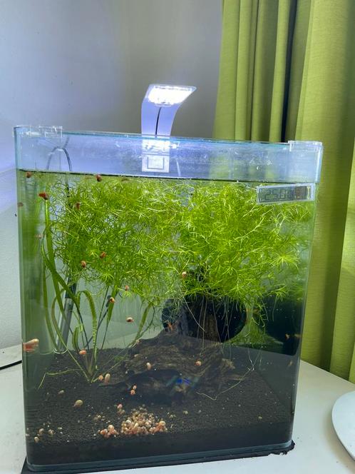 Nano cube 30 liter incl: garnalen en toebehoren., Dieren en Toebehoren, Vissen | Aquaria en Toebehoren, Zo goed als nieuw, Gevuld zoetwateraquarium
