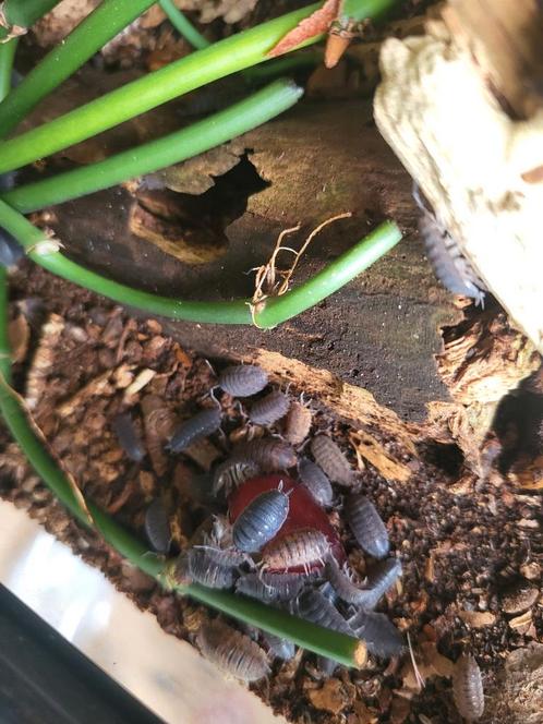 Huis-tuin-en-keuken pissebedden, mix met orange, Dieren en Toebehoren, Insecten en Spinnen, Overige soorten