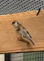 Major Putter Man Te Koop, Mannelijk, Wildzangvogel, Geringd