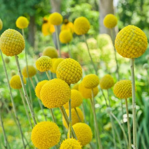 Craspedia Globosa Billy Button zaden, Tuin en Terras, Bloembollen en Zaden, Zaad, Voorjaar, Volle zon, Ophalen of Verzenden