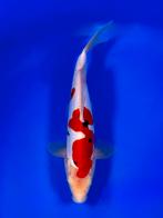 VHQ Tateshita Beni Kumonryu 27-32cm Japanse koi, Dieren en Toebehoren, Vissen | Vijvervissen, Karper of Koi
