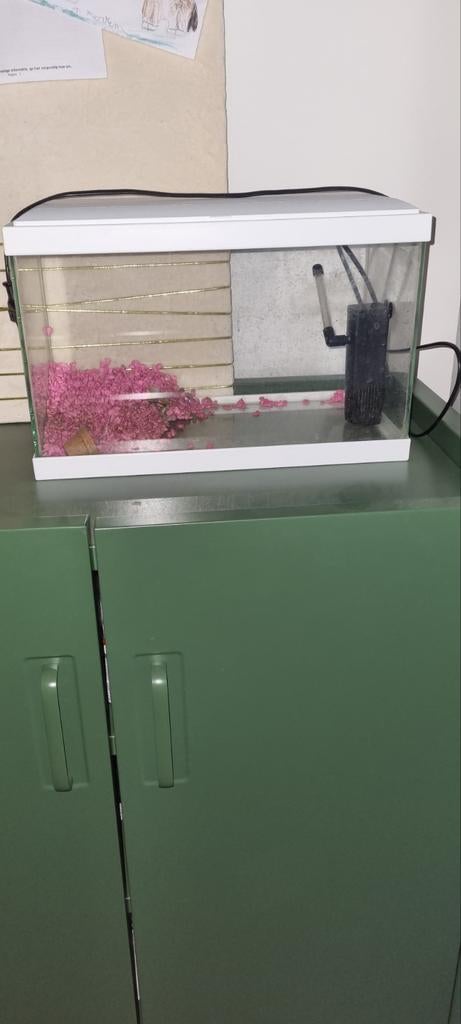 Aquarium, Dieren en Toebehoren, Vissen | Aquariumvissen, Vis