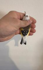 Parva distelvink, Dieren en Toebehoren, Meerdere dieren