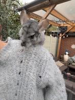 Chinchilla, Maart, Chinchilla, Mannelijk, Tam