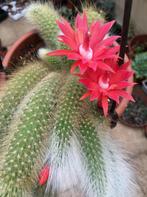 Cleistocatus colademononis "apenstaartcactus", Ophalen of Verzenden, Cactus, Volle zon, Minder dan 100 cm