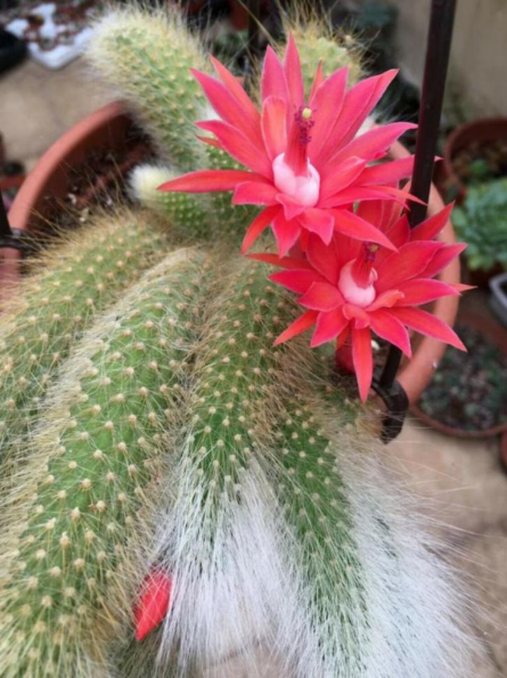 Cleistocatus colademononis "apenstaartcactus", Huis en Inrichting, Kamerplanten, Cactus, Minder dan 100 cm, Volle zon, Ophalen of Verzenden