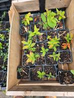 Hypericum, Ophalen, Overige soorten, Volle zon