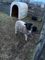 Dorper ram, Mannelijk, Schaap