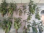 Jadeplant / Grasula Ovata stekken, Tuin en Terras, Planten | Tuinplanten, Ophalen, Vaste plant, Overige soorten