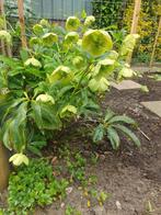 Stekjes van helleboris, Tuin en Terras, Planten | Bomen, Ophalen, Volle zon, Overige soorten, Minder dan 100 cm