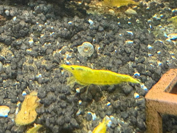 Citroen garnalen, Dieren en Toebehoren, Vissen | Aquariumvissen, Kreeft, Krab of Garnaal