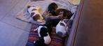 Super lieve knappe jack russel puppies, Dieren en Toebehoren, Honden | Jack Russells en Terriërs, Jack Russell Terriër, CDV (hondenziekte)