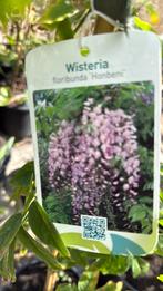 Wisteria’s of blauweregen 150cm plus geent drie kleuren, Ophalen, Vaste plant, Halfschaduw, Klimplanten