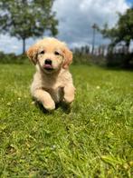 Golden retriever pups 1 reu wegens annulering, Dieren en Toebehoren, Golden retriever, Nederland, CDV (hondenziekte), 8 tot 15 weken