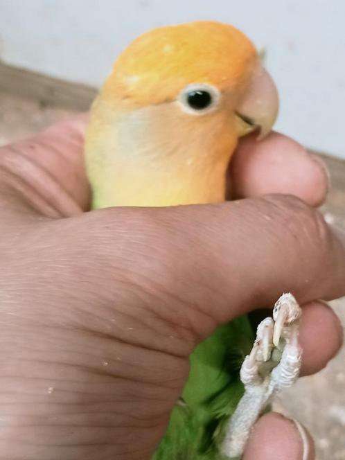 piep jonge agapornis roseicollie opaline oranje tam, Dieren en Toebehoren, Vogels | Parkieten en Papegaaien, Dwergpapegaai of Agapornis