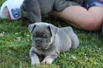 Franse bulldog pups, België, Particulier, CDV (hondenziekte), 8 tot 15 weken