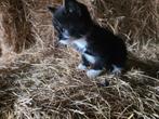3 super lieve boerderij poesjes, Dieren en Toebehoren, Katten en Kittens | Overige Katten, Meerdere dieren