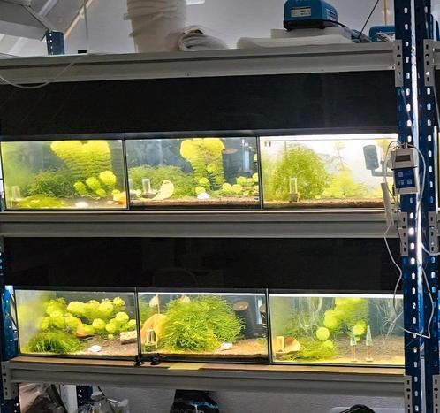 Aquarium kweekstelling garnalen, Dieren en Toebehoren, Vissen | Aquaria en Toebehoren, Zo goed als nieuw, Ophalen