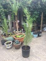 Italiaanse cypres cipress. Cypressus Sempervirens, Ophalen of Verzenden, Volle zon, Overige soorten, Minder dan 100 cm