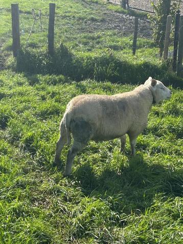 Engelse Texelaar beschikbaar voor biedingen