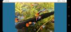 Toxedo koi red guppen te koop, Dieren en Toebehoren, Vissen | Aquariumvissen, Vis, Zoetwatervis, Schoolvis