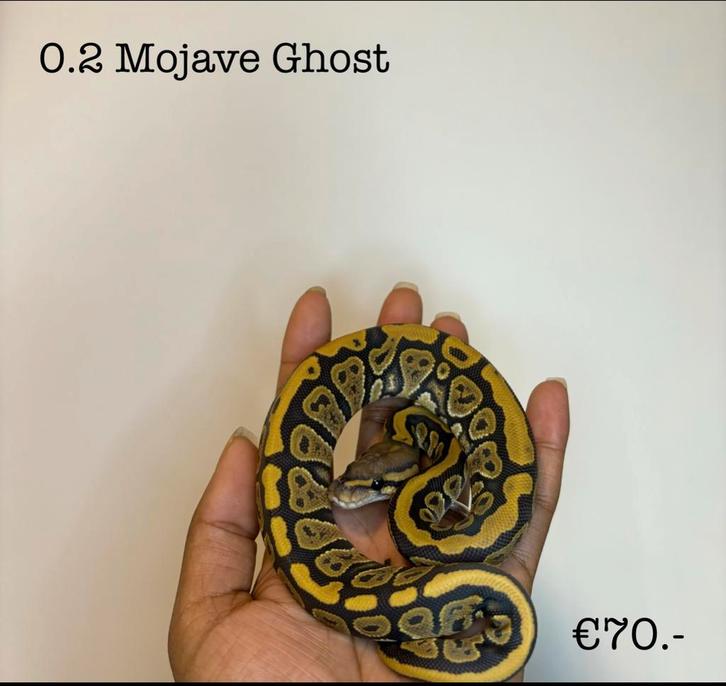 0.2 Mojave Ghost NK25