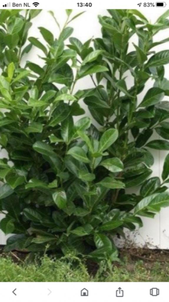 Prunus Lauroserasus" Novita Laurier, Tuin en Terras, Planten | Struiken en Hagen, Haag, Laurier, Minder dan 100 cm, Ophalen