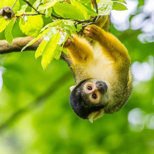 Apenheul tweede kaartje gratis, Tickets en Kaartjes, Recreatie | Dierentuinen, Eén persoon