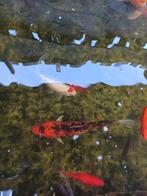 Te koop  5 kois, Dieren en Toebehoren, Vissen | Vijvervissen, Karper of Koi