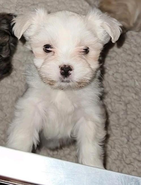 Laatste teefje van het nest!! Boomer pup, Dieren en Toebehoren, Honden | Chihuahua's en Gezelschapshonden, Teef, Overige rassen