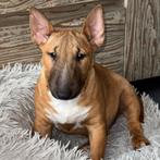 Te koop Mini Bull Terrier, Dieren en Toebehoren, Bull Terriër, Particulier, Rabiës (hondsdolheid), 15 weken tot 1 jaar