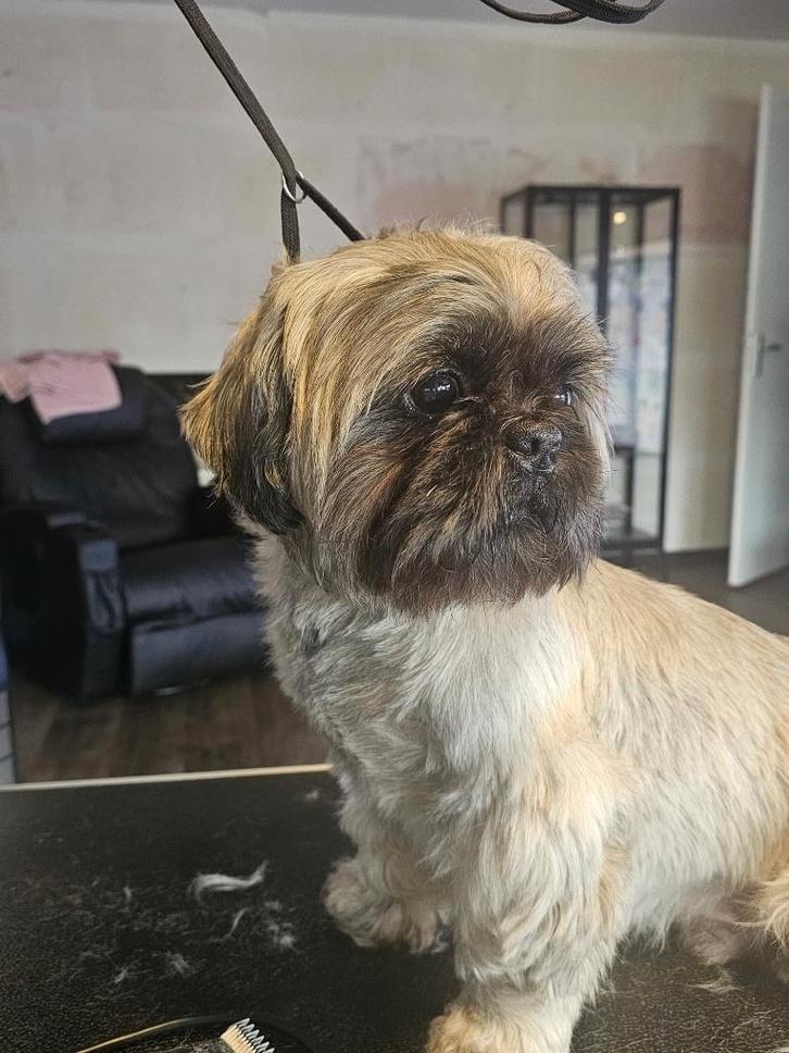 Shih-tzu dekreu, Dieren en Toebehoren, Honden | Dekreuen, Reu, Particulier, Eén hond, Nederland, 6 jaar of ouder, CDV (hondenziekte)