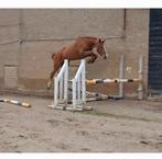 4 jarige ruin, Dieren en Toebehoren, Paarden, Ruin, Springpaard, 3 tot 6 jaar