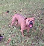 Old english bulldog dekreu (niet te koop), Eén hond, 3 tot 5 jaar, Nederland, Fokker | Hobbymatig