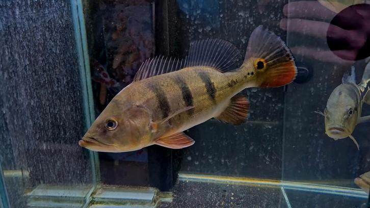 Cichla monoculus, Dieren en Toebehoren, Vissen | Aquariumvissen, Zoetwatervis, Vis