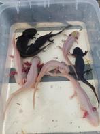 Prachtige Axolotl's, Dieren en Toebehoren