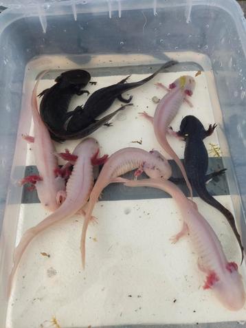 Prachtige Axolotl's beschikbaar voor biedingen