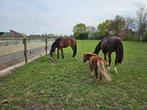 Gezocht: Betrouwbare en Liefdevolle verzorger, Dieren en Toebehoren, Paarden en Pony's | Overige Paardenspullen, Ophalen