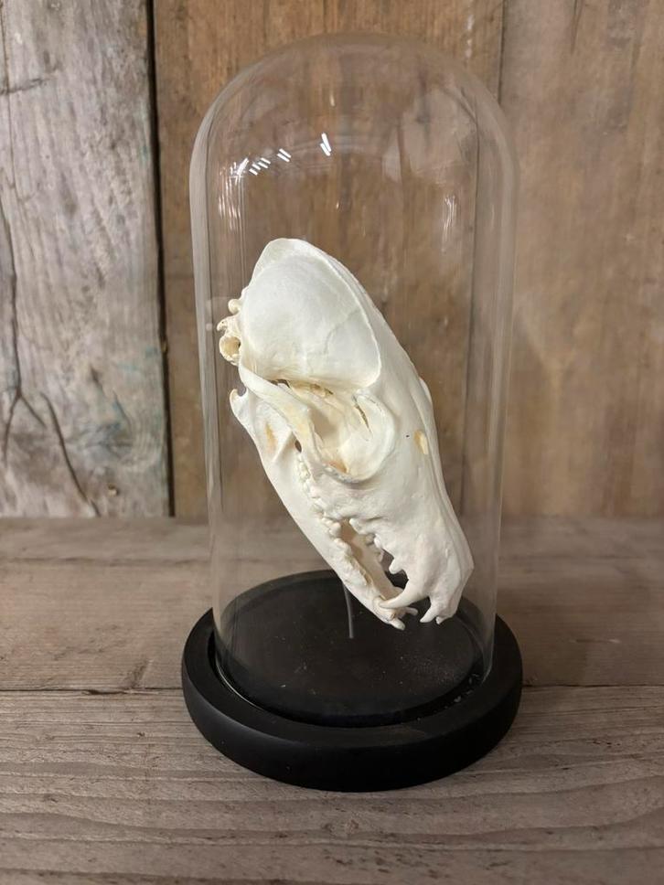 Stolp met een schedel van een vos, Verzamelen, Dierenverzamelingen, Nieuw, Schedel, Wild dier, Ophalen of Verzenden