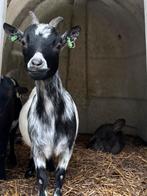 2 dwerggeitjes, Dieren en Toebehoren, Vrouwelijk