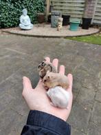 Tamme hamsters uitkiezen met of zonder kooi naar keuze, Meerdere dieren, Hamster, Na 1 juli 2024, Tam