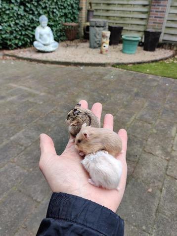 Tamme hamsters uitkiezen met of zonder kooi naar keuze beschikbaar voor biedingen