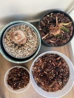 Wetstick pakket anthurium regale subsignatum pedatoradiatum, Huis en Inrichting, Kamerplanten, Ophalen, Halfschaduw, Minder dan 100 cm